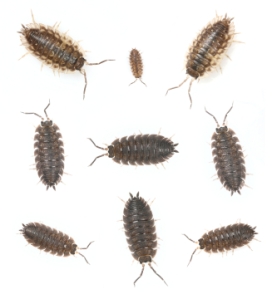 Sow Bugs