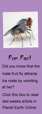 fun-fact-fruit-fly